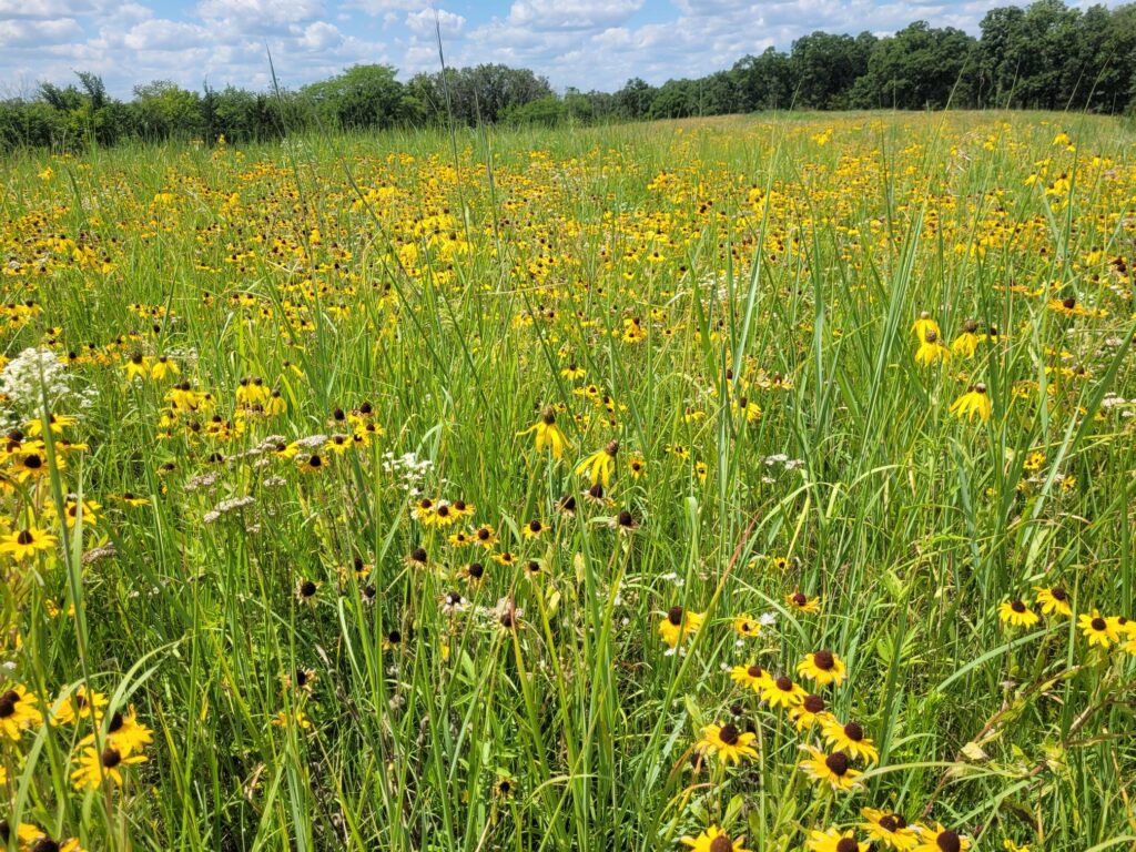 pollinator plants for habitat restoration