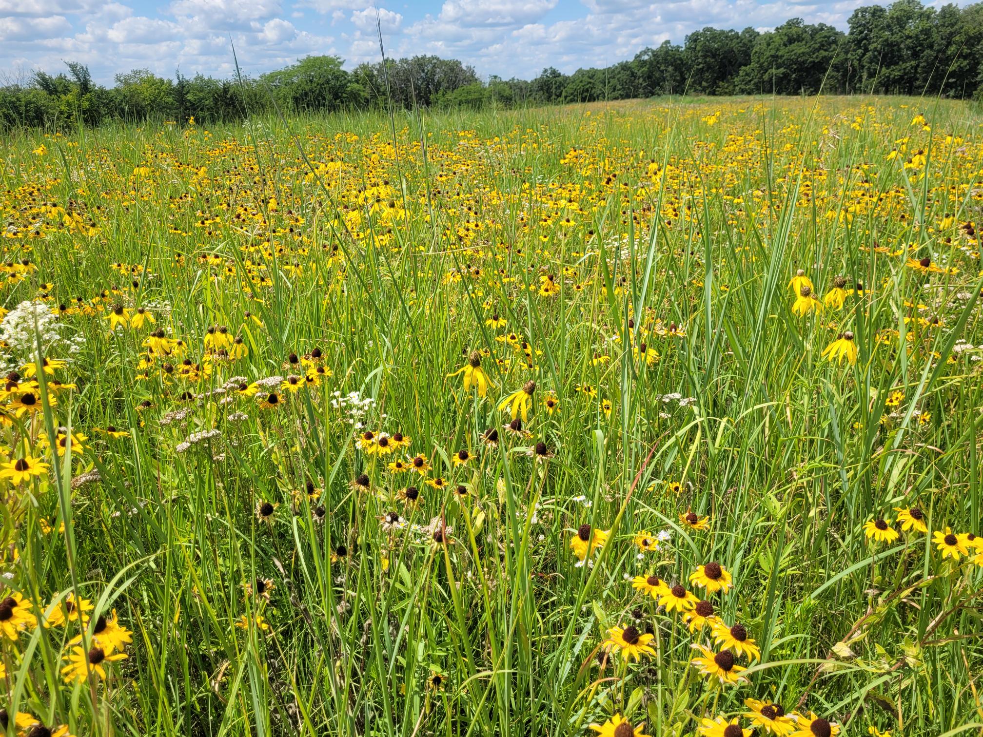 Integrating Pollinators into Bioenergy Crops